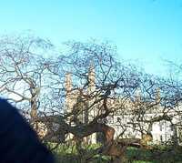  03-Behind a tree.jpg 